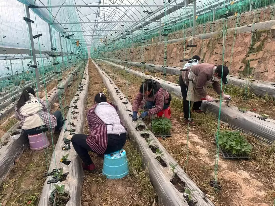 会东鱼山基地辣椒移栽忙 移民群众家门口致富-会东网