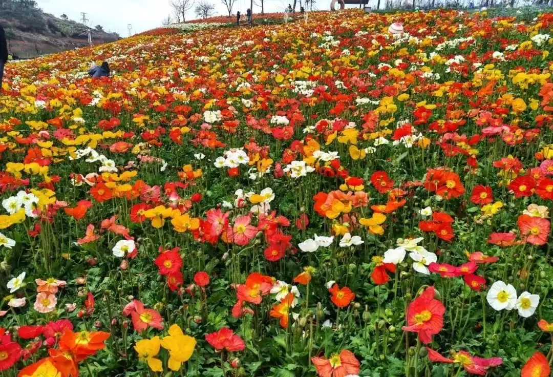 走进会理春日,邂逅缤纷花海与特色美食插图12 走进会理春日,邂逅缤纷花海与特色美食插图12
