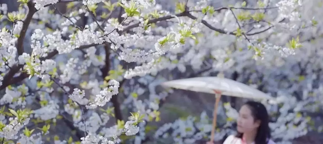走进会理春日,邂逅缤纷花海与特色美食插图8 走进会理春日,邂逅缤纷花海与特色美食插图8