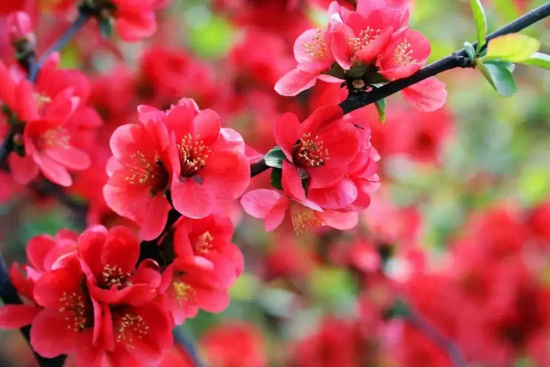 走进会理春日,邂逅缤纷花海与特色美食插图26 走进会理春日,邂逅缤纷花海与特色美食插图26