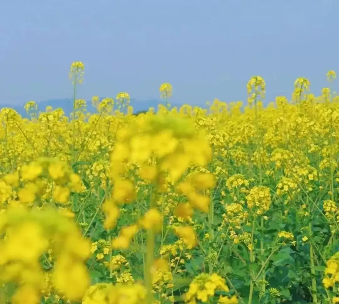 走进会理春日,邂逅缤纷花海与特色美食插图3 走进会理春日,邂逅缤纷花海与特色美食插图3