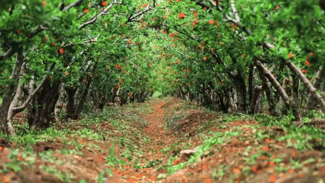 走进会理春日,邂逅缤纷花海与特色美食插图19 走进会理春日,邂逅缤纷花海与特色美食插图19