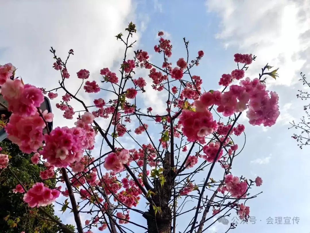 会理春信:游客中心樱花绽放,浪漫开场插图2 会理春信:游客中心樱花绽放,浪漫开场插图2