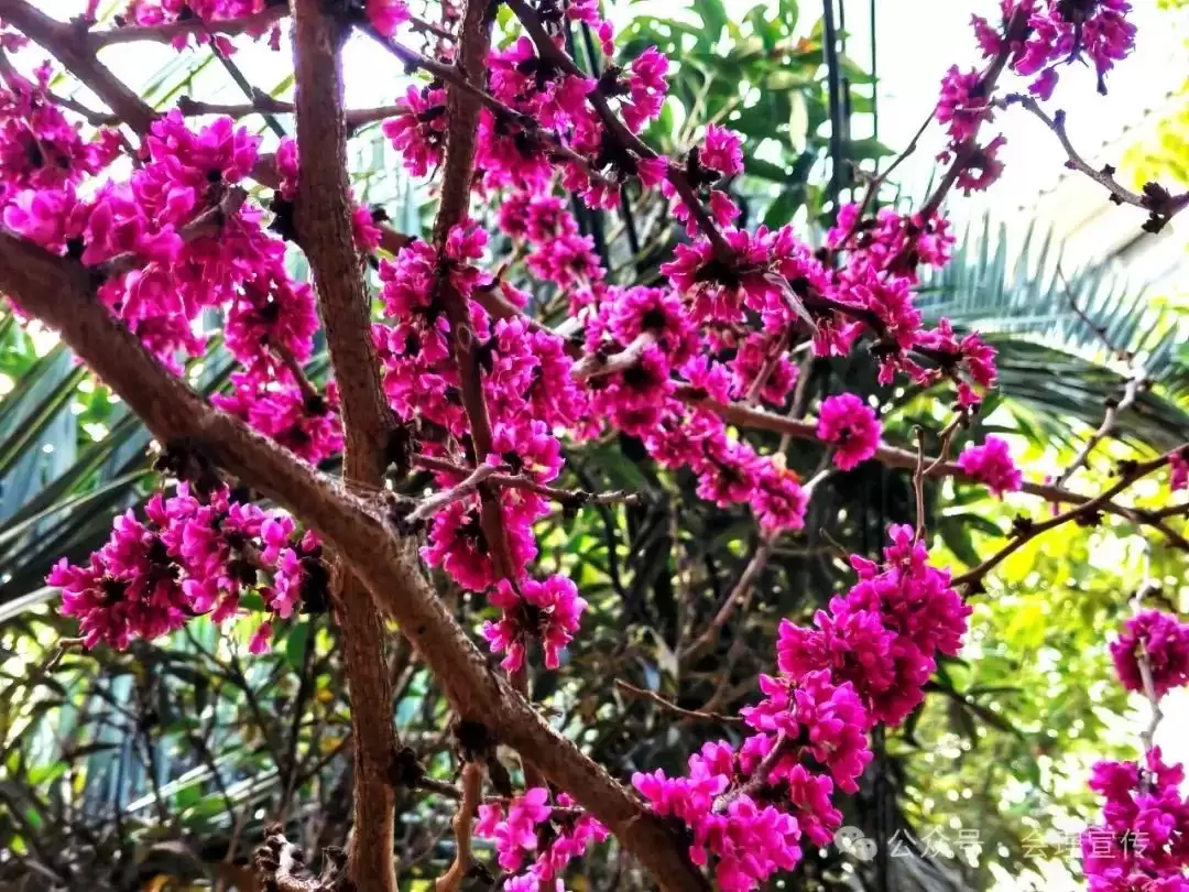 走进会理春日,邂逅缤纷花海与特色美食插图22 走进会理春日,邂逅缤纷花海与特色美食插图22