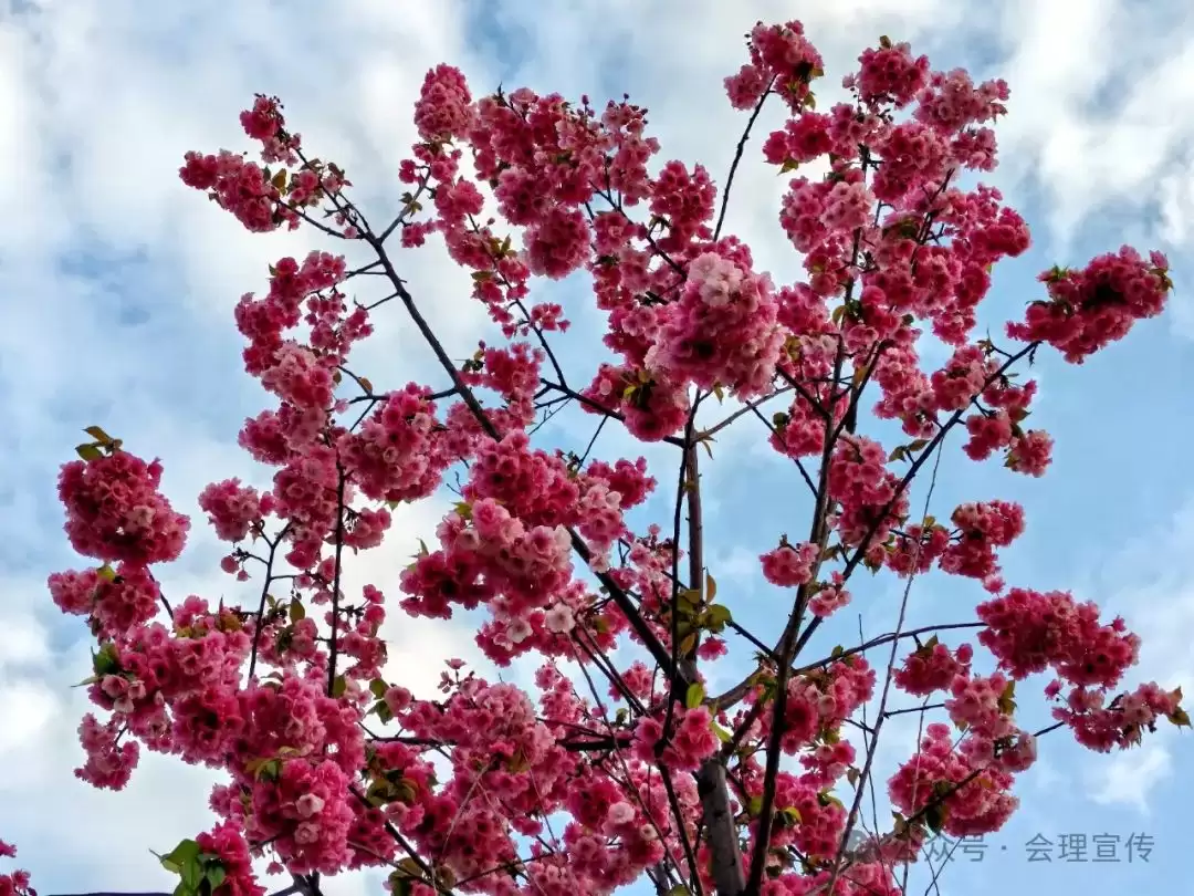 会理春信:游客中心樱花绽放,浪漫开场插图1 会理春信:游客中心樱花绽放,浪漫开场插图1