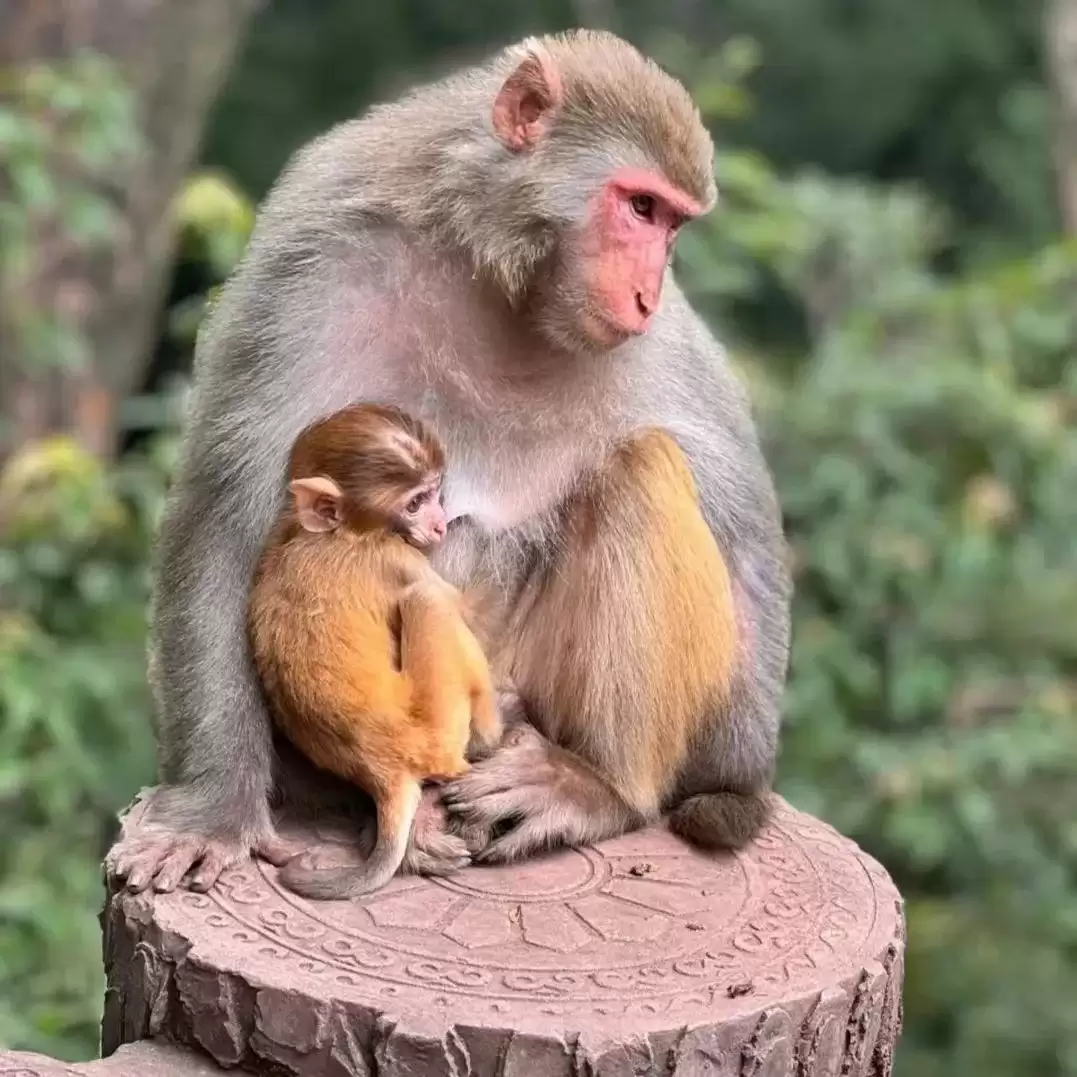 西昌:在邛海波光与泸山翠影间,邂逅一场诗意栖居插图12 西昌:在邛海波光与泸山翠影间,邂逅一场诗意栖居插图12