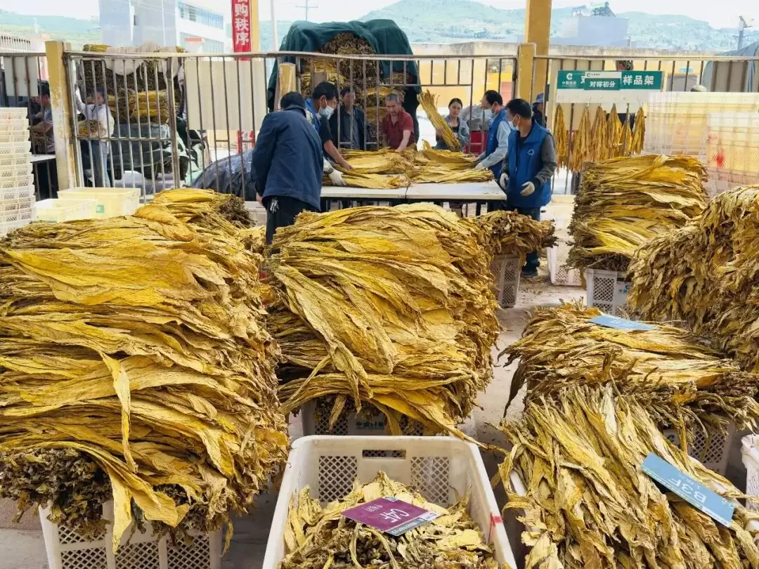 – 川滇明珠焕新颜 会东以消费激活民生发展新动能插图8