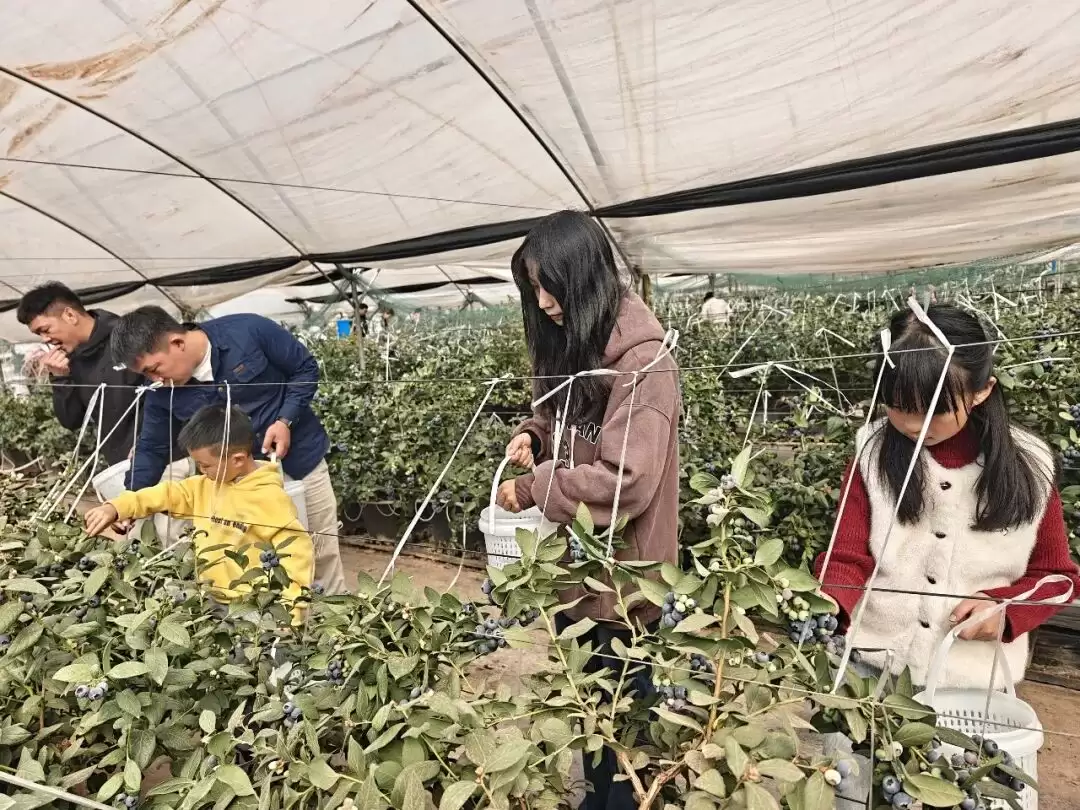 – 川滇明珠焕新颜 会东以消费激活民生发展新动能插图3