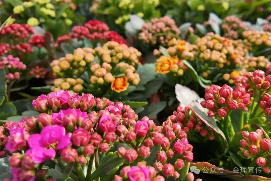 新春将近，会理花卉中心春意浓，花卉如何成为会理人美好生活的新表达？插图5