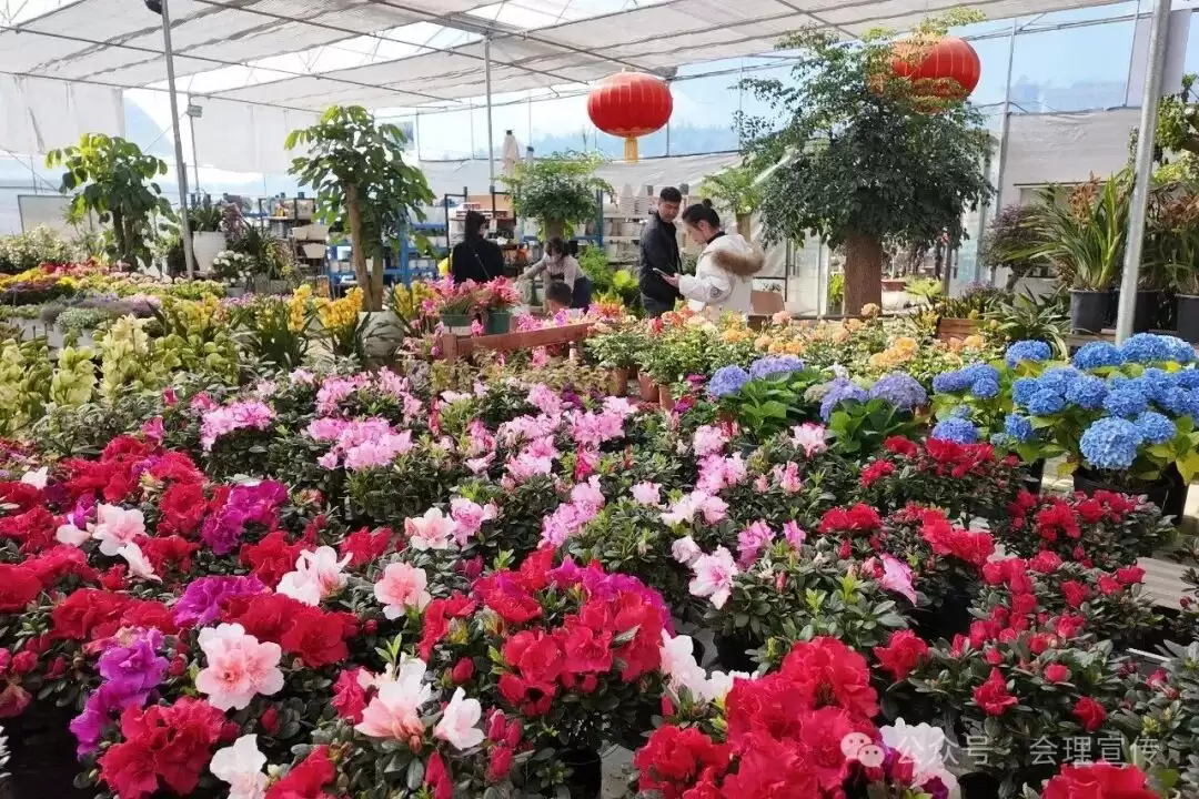 新春将近，会理花卉中心春意浓，花卉如何成为会理人美好生活的新表达？-会东网
