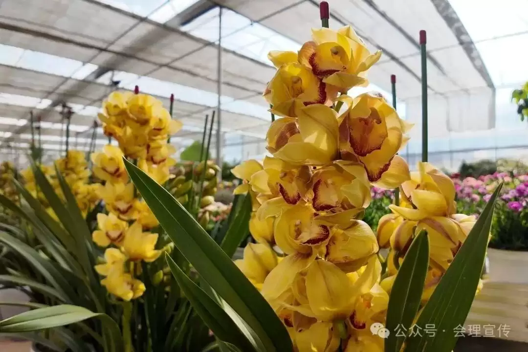 新春将近，会理花卉中心春意浓，花卉如何成为会理人美好生活的新表达？插图6