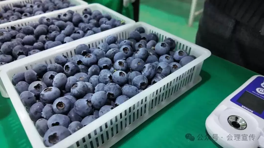 绿水镇 160 亩蓝莓基地丰收，科技种出特色蓝莓，如何助力乡村振兴？插图1