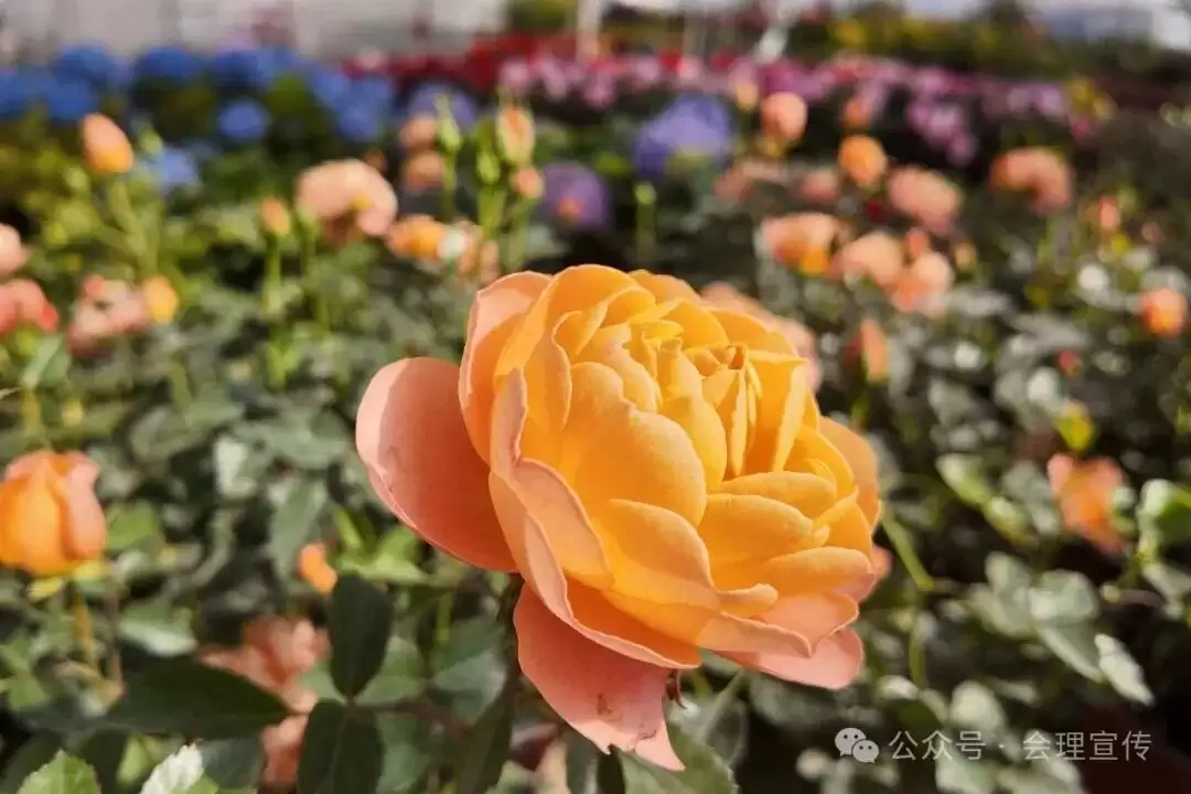 新春将近，会理花卉中心春意浓，花卉如何成为会理人美好生活的新表达？插图3