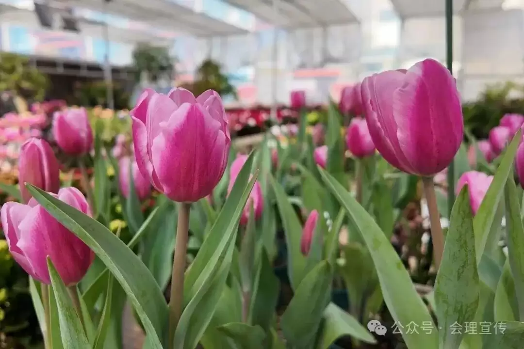 新春将近，会理花卉中心春意浓，花卉如何成为会理人美好生活的新表达？插图4