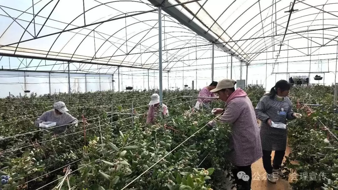 绿水镇 160 亩蓝莓基地丰收，科技种出特色蓝莓，如何助力乡村振兴？插图4