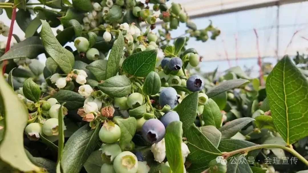 绿水镇 160 亩蓝莓基地丰收，科技种出特色蓝莓，如何助力乡村振兴？-会东网