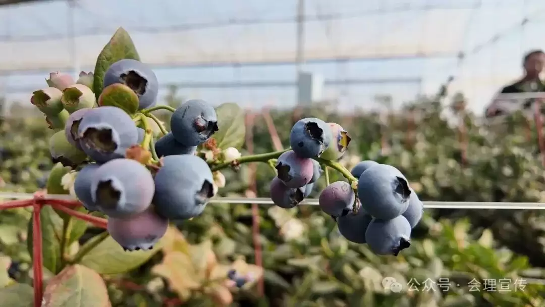 绿水镇 160 亩蓝莓基地丰收，科技种出特色蓝莓，如何助力乡村振兴？插图2