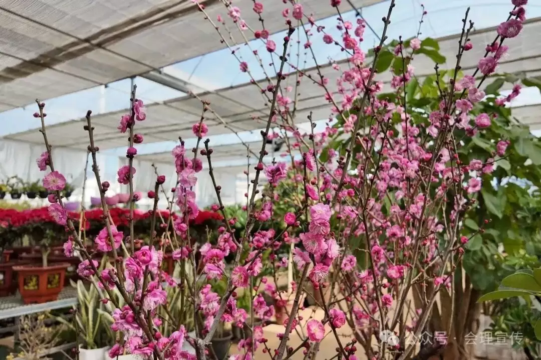 新春将近，会理花卉中心春意浓，花卉如何成为会理人美好生活的新表达？插图2