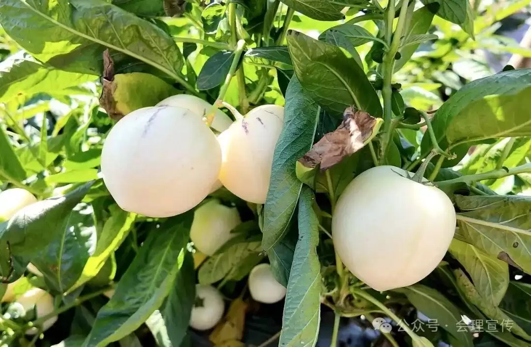 新春走基层：会理树堡乡怎样凭借 “以水兴业 以业富民”，引领群众踏上增收致富路？插图2