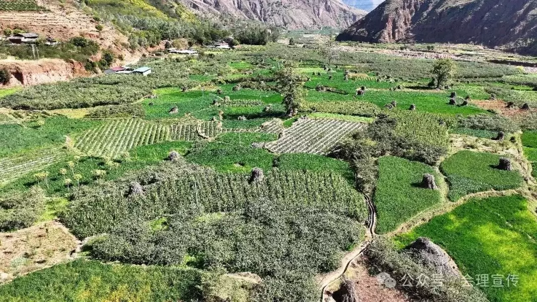 新春走基层：会理树堡乡怎样凭借 “以水兴业 以业富民”，引领群众踏上增收致富路？插图3