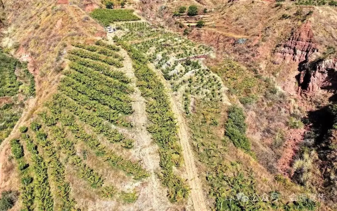 新春走基层：会理树堡乡怎样凭借 “以水兴业 以业富民”，引领群众踏上增收致富路？插图4