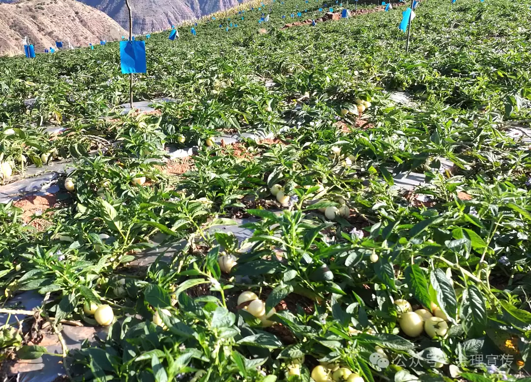 新春走基层:会理树堡乡怎样凭借 “以水兴业 以业富民”,引领群众踏上增收致富路?-会东网