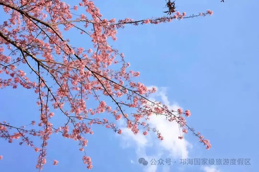 当别处冰天雪地，西昌邛海樱花谷冬樱花却唯美绽放，如何赴这场冬日花约？有何赏花攻略？插图26