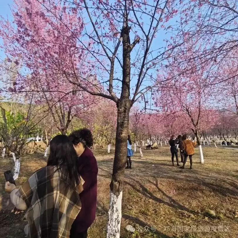 当别处冰天雪地，西昌邛海樱花谷冬樱花却唯美绽放，如何赴这场冬日花约？有何赏花攻略？-会东网