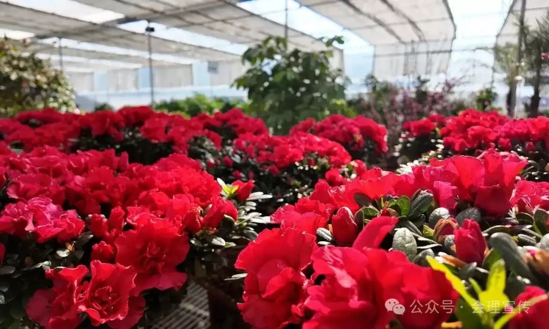 会理古城腊月就春意浓浓，手写春联、花香、腊味、年货市集如何交织出独特年味？插图3