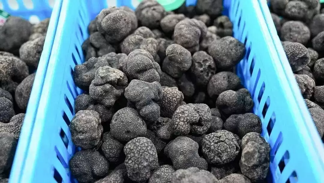 中国最大松露产区实探：人工培育缩短至3-5年，亩产翻倍插图4