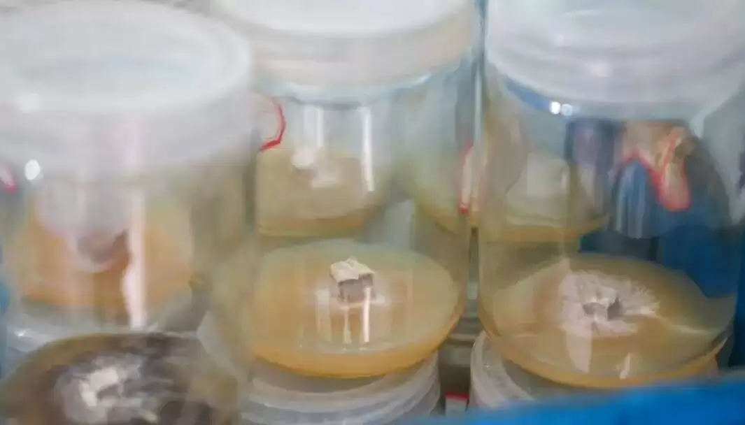 中国最大松露产区实探：人工培育缩短至3-5年，亩产翻倍插图6