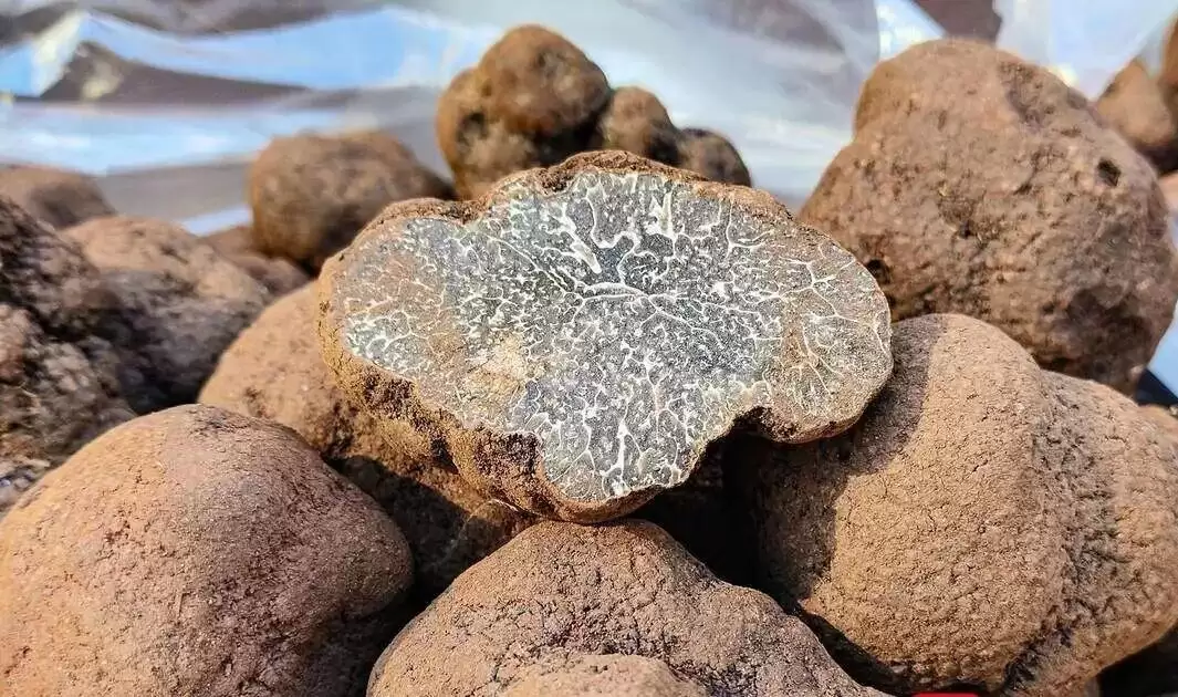 中国最大松露产区实探：人工培育缩短至3-5年，亩产翻倍插图2