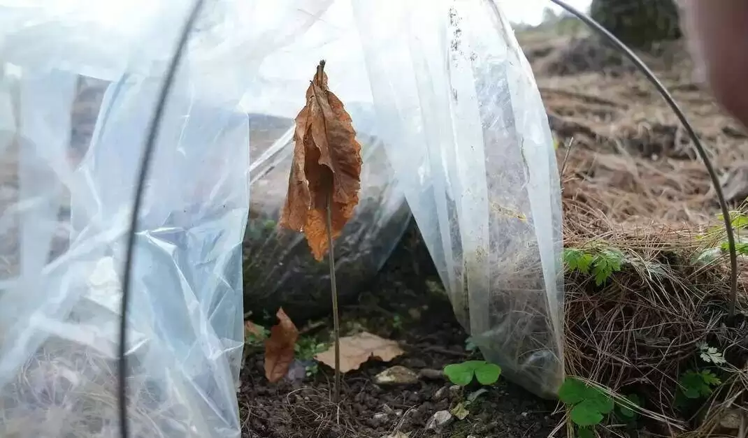 中国最大松露产区实探：人工培育缩短至3-5年，亩产翻倍插图5