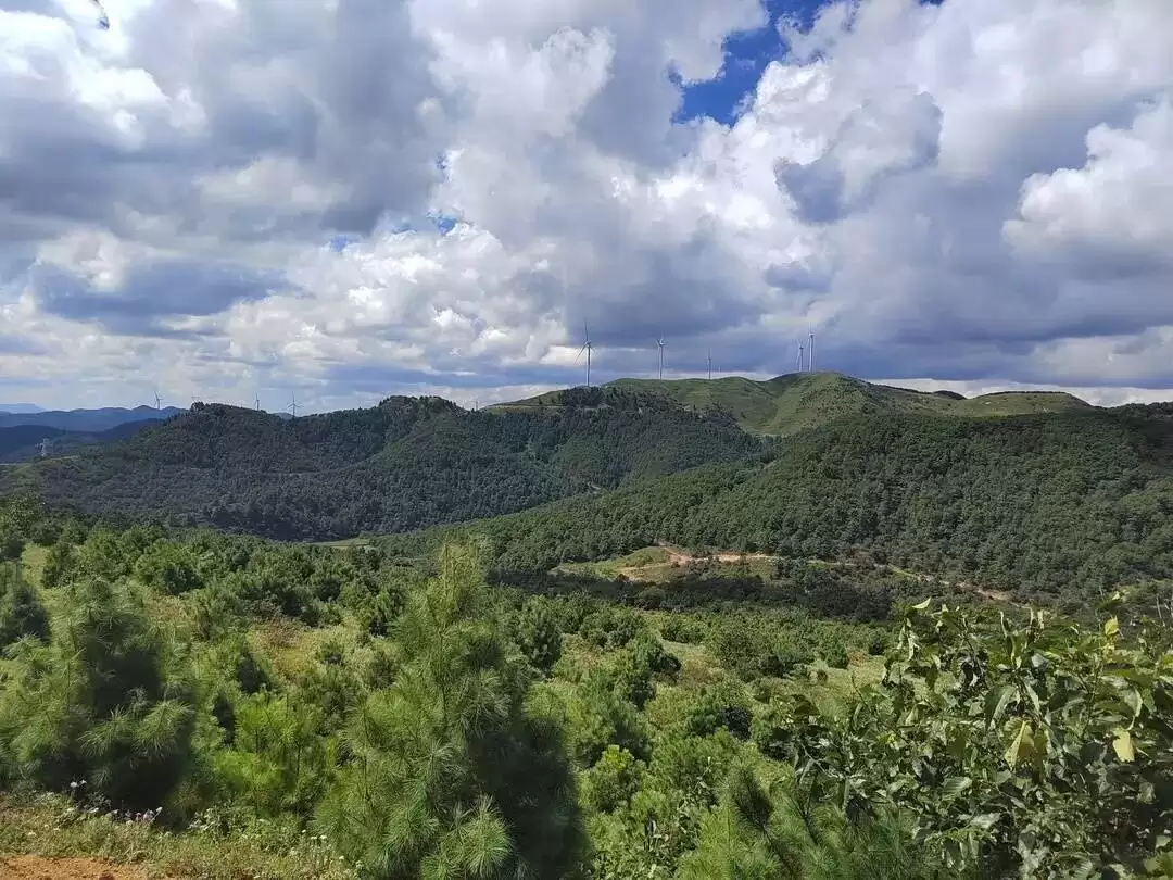 小小堵格镇“用百分之四十的自然资源”撑起了会东县的半边天!-会东网