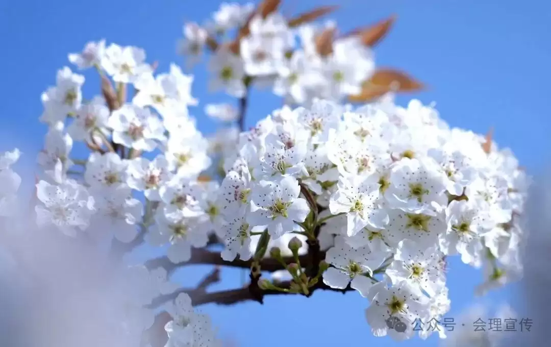 川滇明珠网｜会理铁厂村：梨樱竞放醉春风 农文旅融合铺就富民路-会东网