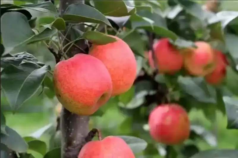 会东火把梨，生长在海拔2500米的水果！插图2