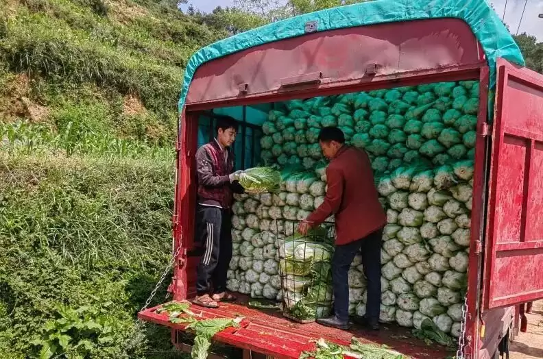 图片[5]-小小堵格镇“用百分之四十的自然资源”撑起了会东县的半边天！-会东网