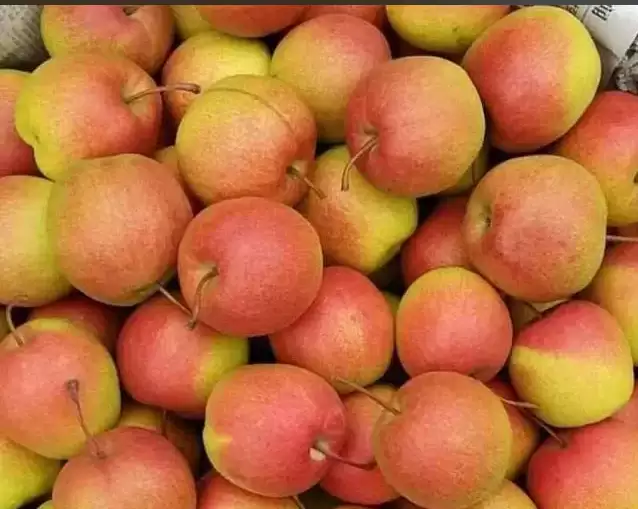 会东火把梨，生长在海拔2500米的水果！插图4