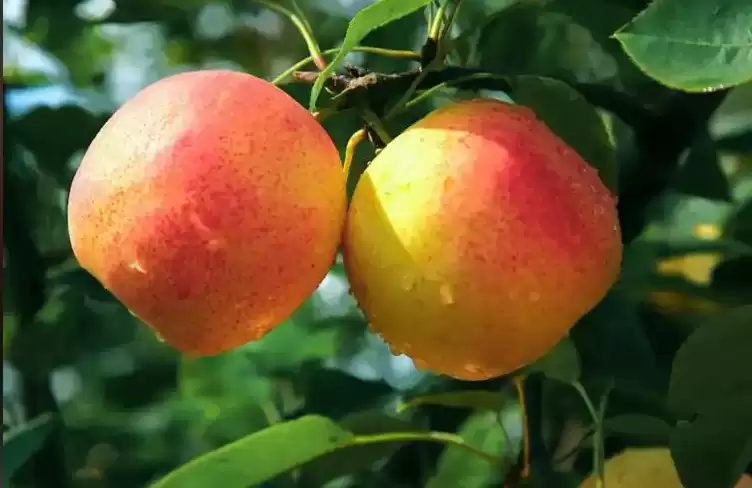 会东火把梨，生长在海拔2500米的水果！插图1