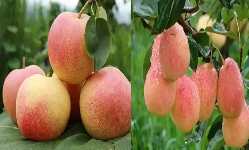 会东火把梨，生长在海拔2500米的水果！-会东网