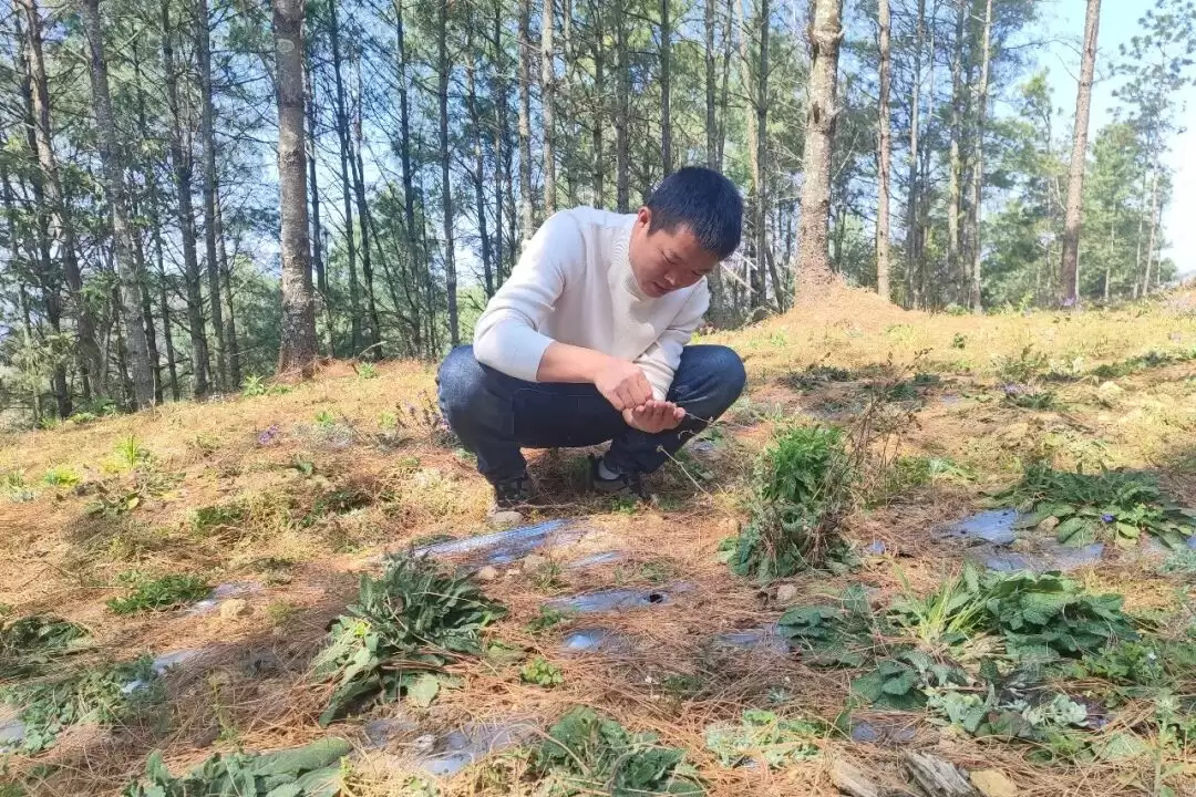 图片[4]-天菩萨！会东的森林资源太嗨人了！-会东网