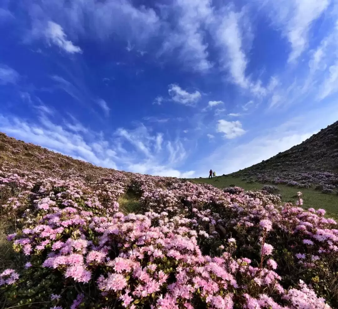 “五一”会东旅游怎么玩？老君峰、鲁南山、姜州花湖各有啥特色？插图12