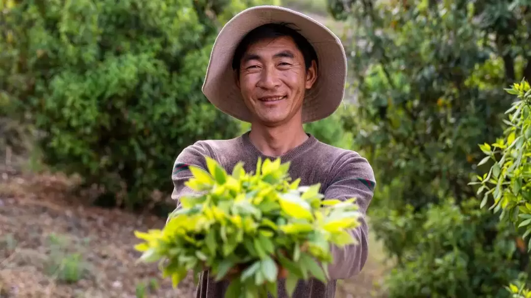 会东县淌塘镇麻塘村老鹰茶采摘季何时开启？产业发展模式有何转变？-会东网