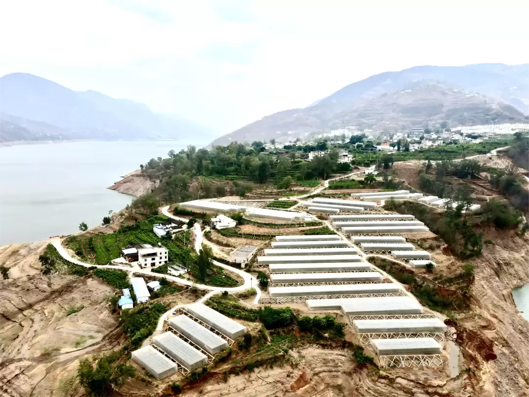 大崇镇番茄种植示范基地发展情况如何？番茄种植有哪些优势？怎样带动移民增收？未来有何规划？-会东网