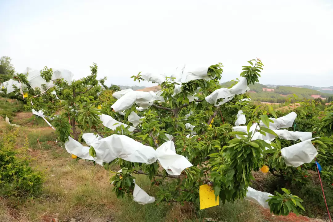 大崇镇黑嘎村车厘子何时开园？种植有哪些优势？对当地村民有何影响？未来有什么销售新举措？插图2