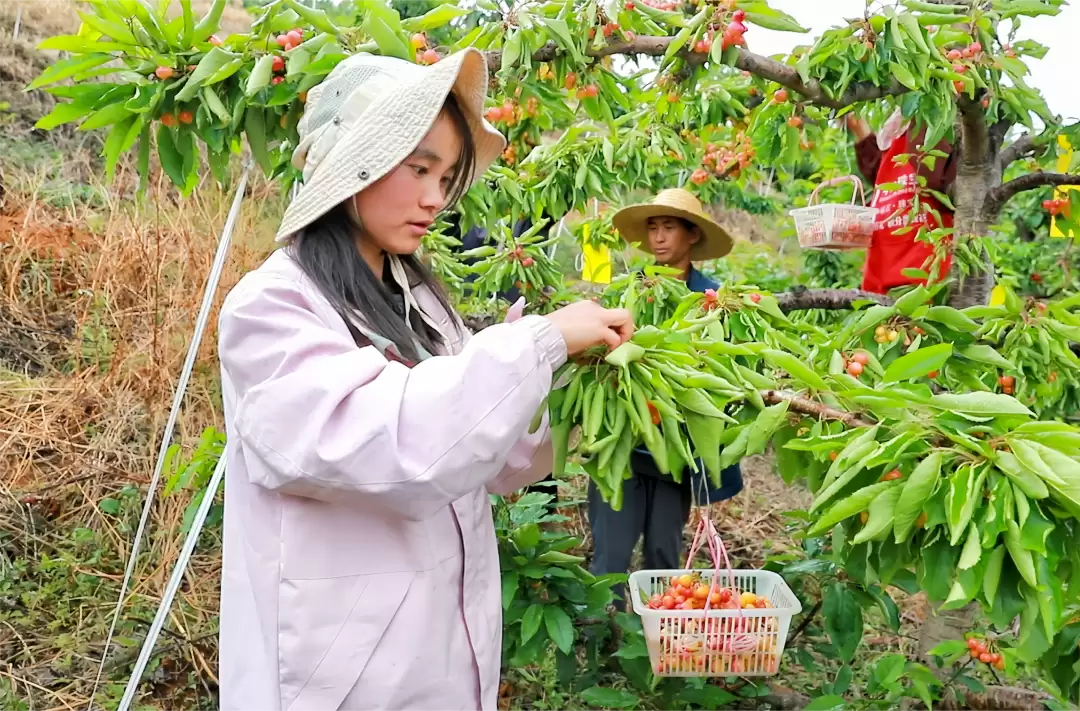 大崇镇黑嘎村车厘子何时开园？种植有哪些优势？对当地村民有何影响？未来有什么销售新举措？插图4