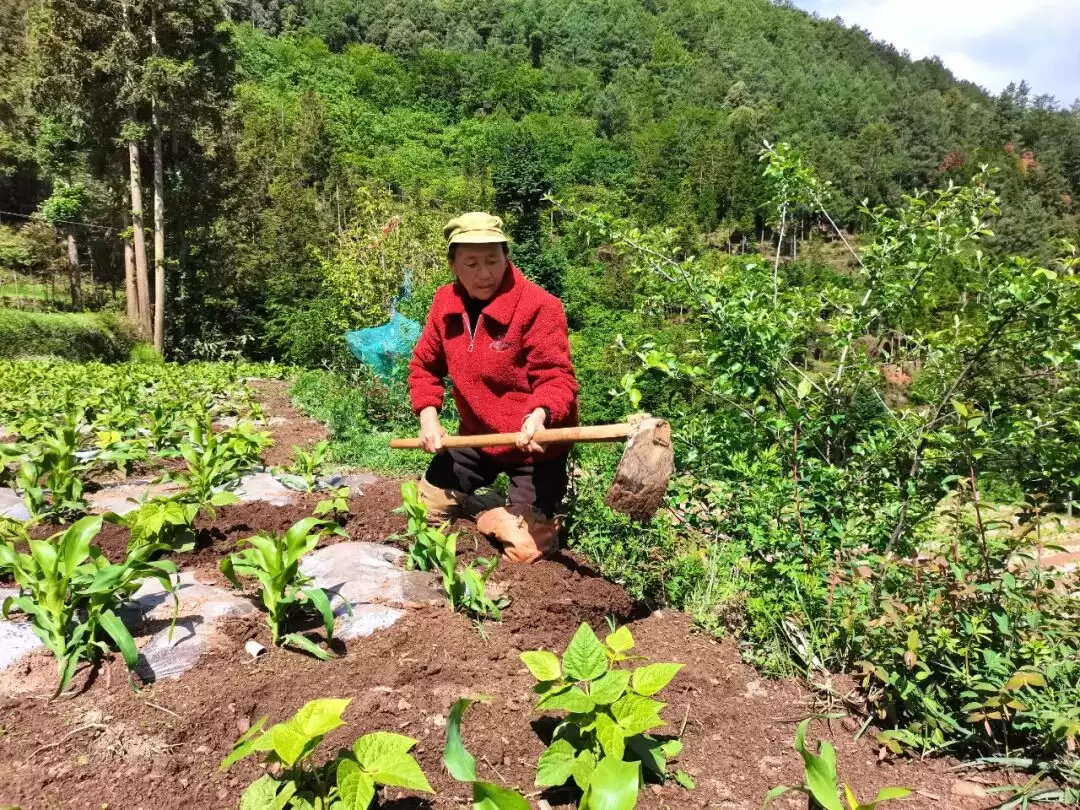 图片[2]-川滇明珠资讯：会东罗德芝家庭入选2025年四川省“最美家庭”候选名单-会东网