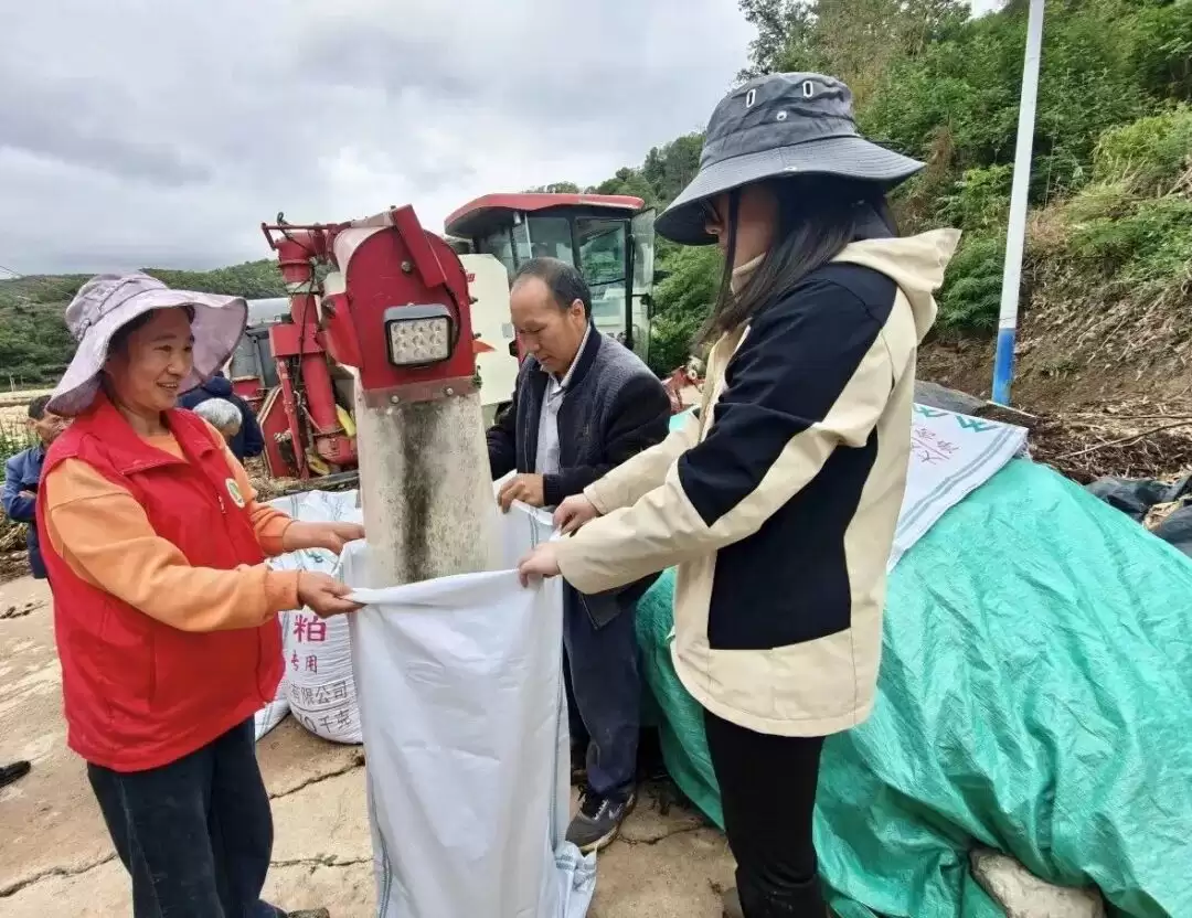 川滇明珠：会东县铅锌镇油菜亩产277.28公斤展示片顺利通过专家测产验收-会东网