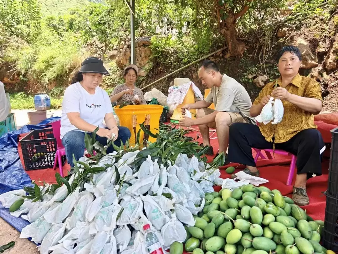 松坪镇:干热河谷结出“黄金果” 椰香芒果拓宽致富路-会东网