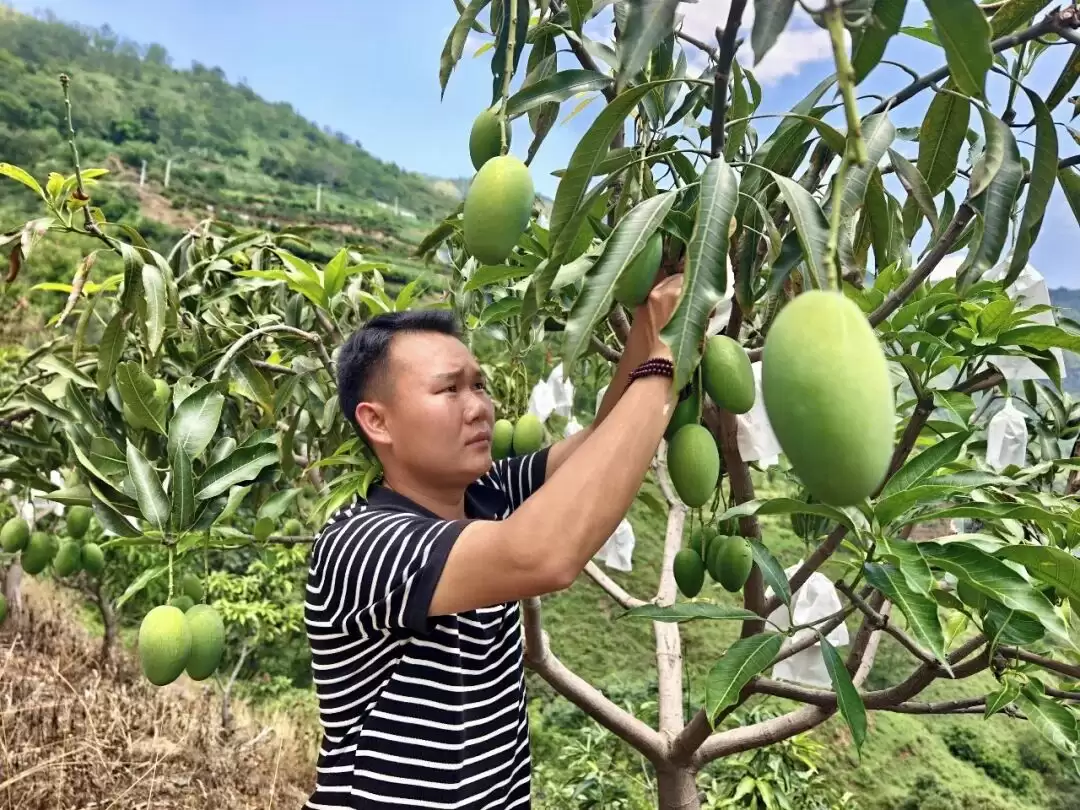 松坪镇:干热河谷结出“黄金果” 椰香芒果拓宽致富路插图2 松坪镇:干热河谷结出“黄金果” 椰香芒果拓宽致富路插图2